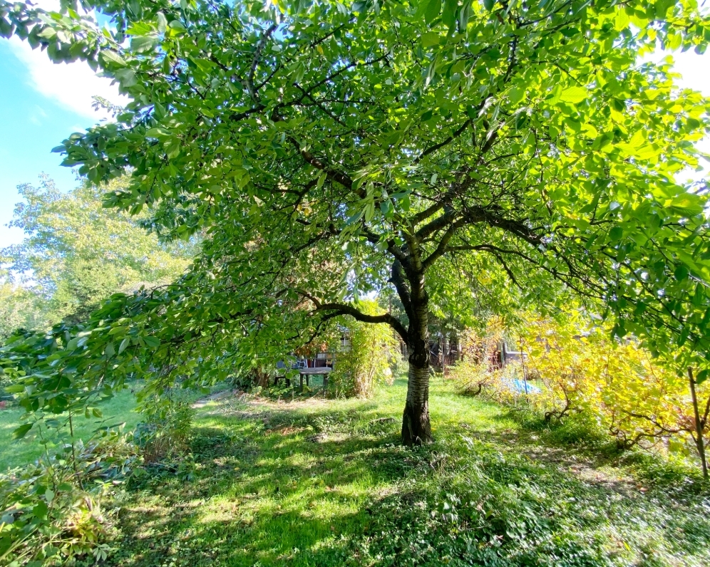 PREDAJ ZÁHRADY NA ALŽBETINOM OSTROVE, KOMÁRNO